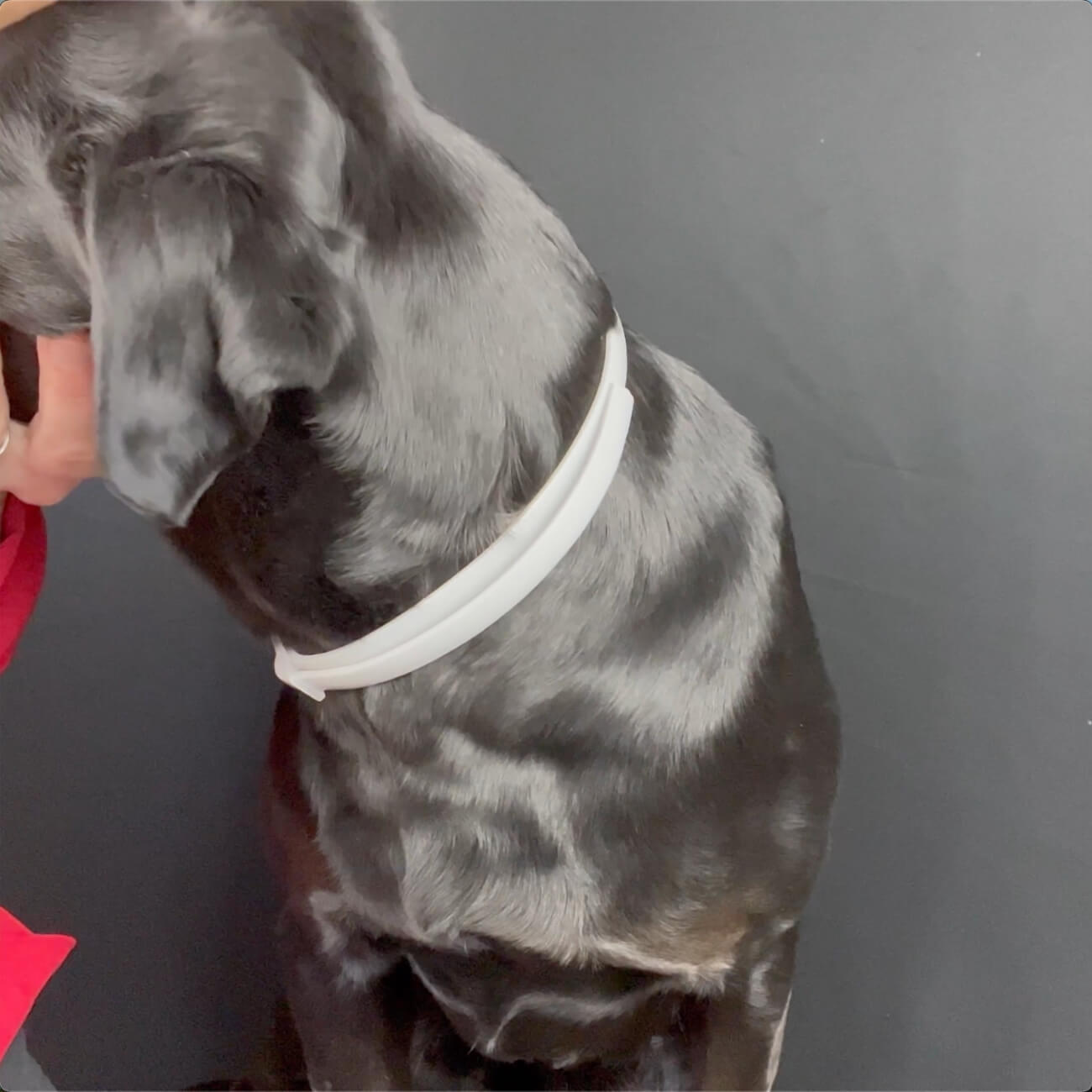 Your Dog Has Been Wearing Chemicals for Too Long — Here Is What to Do About It