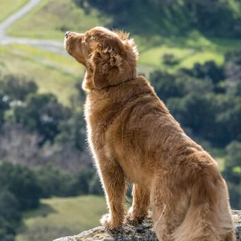 AKC.best Independent Dog Health Review | March 2026